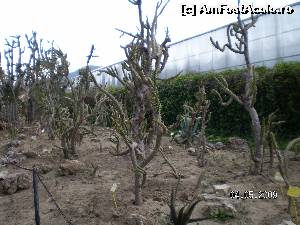 [P32] Cactuşii faimoşi de la Balcic » foto by irinad
 - 
<span class="allrVoted glyphicon glyphicon-heart hidden" id="av652432"></span>
<a class="m-l-10 hidden" id="sv652432" onclick="voting_Foto_DelVot(,652432,3210)" role="button">șterge vot <span class="glyphicon glyphicon-remove"></span></a>
<a id="v9652432" class=" c-red"  onclick="voting_Foto_SetVot(652432)" role="button"><span class="glyphicon glyphicon-heart-empty"></span> <b>LIKE</b> = Votează poza</a> <img class="hidden"  id="f652432W9" src="/imagini/loader.gif" border="0" /><span class="AjErrMes hidden" id="e652432ErM"></span>