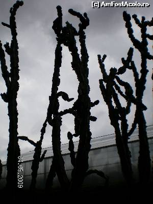 [P33] Şi aceştia tot cactuşi sunt!  » foto by irinad
 - 
<span class="allrVoted glyphicon glyphicon-heart hidden" id="av652433"></span>
<a class="m-l-10 hidden" id="sv652433" onclick="voting_Foto_DelVot(,652433,3210)" role="button">șterge vot <span class="glyphicon glyphicon-remove"></span></a>
<a id="v9652433" class=" c-red"  onclick="voting_Foto_SetVot(652433)" role="button"><span class="glyphicon glyphicon-heart-empty"></span> <b>LIKE</b> = Votează poza</a> <img class="hidden"  id="f652433W9" src="/imagini/loader.gif" border="0" /><span class="AjErrMes hidden" id="e652433ErM"></span>