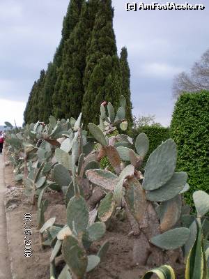 [P37] Şi alţi cactuşi, la fel de frumoşi!  » foto by irinad
 - 
<span class="allrVoted glyphicon glyphicon-heart hidden" id="av652437"></span>
<a class="m-l-10 hidden" id="sv652437" onclick="voting_Foto_DelVot(,652437,3210)" role="button">șterge vot <span class="glyphicon glyphicon-remove"></span></a>
<a id="v9652437" class=" c-red"  onclick="voting_Foto_SetVot(652437)" role="button"><span class="glyphicon glyphicon-heart-empty"></span> <b>LIKE</b> = Votează poza</a> <img class="hidden"  id="f652437W9" src="/imagini/loader.gif" border="0" /><span class="AjErrMes hidden" id="e652437ErM"></span>