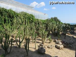 [P29] Colecția de cactuși - exterior » foto by tata123 🔱
 - 
<span class="allrVoted glyphicon glyphicon-heart hidden" id="av554297"></span>
<a class="m-l-10 hidden" id="sv554297" onclick="voting_Foto_DelVot(,554297,3210)" role="button">șterge vot <span class="glyphicon glyphicon-remove"></span></a>
<a id="v9554297" class=" c-red"  onclick="voting_Foto_SetVot(554297)" role="button"><span class="glyphicon glyphicon-heart-empty"></span> <b>LIKE</b> = Votează poza</a> <img class="hidden"  id="f554297W9" src="/imagini/loader.gif" border="0" /><span class="AjErrMes hidden" id="e554297ErM"></span>