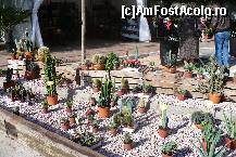[P20] Expozitie de cactusi » foto by dorgo
 - 
<span class="allrVoted glyphicon glyphicon-heart hidden" id="av190608"></span>
<a class="m-l-10 hidden" id="sv190608" onclick="voting_Foto_DelVot(,190608,3218)" role="button">șterge vot <span class="glyphicon glyphicon-remove"></span></a>
<a id="v9190608" class=" c-red"  onclick="voting_Foto_SetVot(190608)" role="button"><span class="glyphicon glyphicon-heart-empty"></span> <b>LIKE</b> = Votează poza</a> <img class="hidden"  id="f190608W9" src="/imagini/loader.gif" border="0" /><span class="AjErrMes hidden" id="e190608ErM"></span>