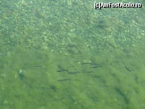 [P10] Apă de smarald » foto by Marian Preda
 - 
<span class="allrVoted glyphicon glyphicon-heart hidden" id="av585174"></span>
<a class="m-l-10 hidden" id="sv585174" onclick="voting_Foto_DelVot(,585174,3229)" role="button">șterge vot <span class="glyphicon glyphicon-remove"></span></a>
<a id="v9585174" class=" c-red"  onclick="voting_Foto_SetVot(585174)" role="button"><span class="glyphicon glyphicon-heart-empty"></span> <b>LIKE</b> = Votează poza</a> <img class="hidden"  id="f585174W9" src="/imagini/loader.gif" border="0" /><span class="AjErrMes hidden" id="e585174ErM"></span>