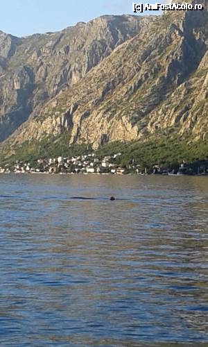 [P23] Aici am vazut delfinii » foto by Aurici
 - 
<span class="allrVoted glyphicon glyphicon-heart hidden" id="av685005"></span>
<a class="m-l-10 hidden" id="sv685005" onclick="voting_Foto_DelVot(,685005,3229)" role="button">șterge vot <span class="glyphicon glyphicon-remove"></span></a>
<a id="v9685005" class=" c-red"  onclick="voting_Foto_SetVot(685005)" role="button"><span class="glyphicon glyphicon-heart-empty"></span> <b>LIKE</b> = Votează poza</a> <img class="hidden"  id="f685005W9" src="/imagini/loader.gif" border="0" /><span class="AjErrMes hidden" id="e685005ErM"></span>