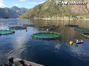 [P25] Crescatoria de peste » foto by Aurici
 - 
<span class="allrVoted glyphicon glyphicon-heart hidden" id="av685007"></span>
<a class="m-l-10 hidden" id="sv685007" onclick="voting_Foto_DelVot(,685007,3229)" role="button">șterge vot <span class="glyphicon glyphicon-remove"></span></a>
<a id="v9685007" class=" c-red"  onclick="voting_Foto_SetVot(685007)" role="button"><span class="glyphicon glyphicon-heart-empty"></span> <b>LIKE</b> = Votează poza</a> <img class="hidden"  id="f685007W9" src="/imagini/loader.gif" border="0" /><span class="AjErrMes hidden" id="e685007ErM"></span>