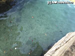 [P32] Atatia pestisori vedeam pe malul apei in zona Muo-Prcanj » foto by Aurici
 - 
<span class="allrVoted glyphicon glyphicon-heart hidden" id="av685014"></span>
<a class="m-l-10 hidden" id="sv685014" onclick="voting_Foto_DelVot(,685014,3229)" role="button">șterge vot <span class="glyphicon glyphicon-remove"></span></a>
<a id="v9685014" class=" c-red"  onclick="voting_Foto_SetVot(685014)" role="button"><span class="glyphicon glyphicon-heart-empty"></span> <b>LIKE</b> = Votează poza</a> <img class="hidden"  id="f685014W9" src="/imagini/loader.gif" border="0" /><span class="AjErrMes hidden" id="e685014ErM"></span>