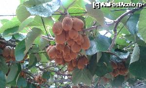 [P50] Bolta de kiwi pe o straduta din Budva » foto by Aurici
 - 
<span class="allrVoted glyphicon glyphicon-heart hidden" id="av685032"></span>
<a class="m-l-10 hidden" id="sv685032" onclick="voting_Foto_DelVot(,685032,3229)" role="button">șterge vot <span class="glyphicon glyphicon-remove"></span></a>
<a id="v9685032" class=" c-red"  onclick="voting_Foto_SetVot(685032)" role="button"><span class="glyphicon glyphicon-heart-empty"></span> <b>LIKE</b> = Votează poza</a> <img class="hidden"  id="f685032W9" src="/imagini/loader.gif" border="0" /><span class="AjErrMes hidden" id="e685032ErM"></span>