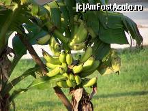 [P21] 22 Iata de unde vin bananele de la masa ( glumesc ;)   ) » foto by markator
 - 
<span class="allrVoted glyphicon glyphicon-heart hidden" id="av17425"></span>
<a class="m-l-10 hidden" id="sv17425" onclick="voting_Foto_DelVot(,17425,3296)" role="button">șterge vot <span class="glyphicon glyphicon-remove"></span></a>
<a id="v917425" class=" c-red"  onclick="voting_Foto_SetVot(17425)" role="button"><span class="glyphicon glyphicon-heart-empty"></span> <b>LIKE</b> = Votează poza</a> <img class="hidden"  id="f17425W9" src="/imagini/loader.gif" border="0" /><span class="AjErrMes hidden" id="e17425ErM"></span>