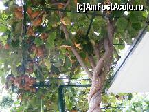 [P07] Bolta de kiwi de la gazda noastra » foto by anirok_10
 - 
<span class="allrVoted glyphicon glyphicon-heart hidden" id="av267706"></span>
<a class="m-l-10 hidden" id="sv267706" onclick="voting_Foto_DelVot(,267706,3304)" role="button">șterge vot <span class="glyphicon glyphicon-remove"></span></a>
<a id="v9267706" class=" c-red"  onclick="voting_Foto_SetVot(267706)" role="button"><span class="glyphicon glyphicon-heart-empty"></span> <b>LIKE</b> = Votează poza</a> <img class="hidden"  id="f267706W9" src="/imagini/loader.gif" border="0" /><span class="AjErrMes hidden" id="e267706ErM"></span>