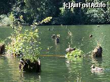 [P20] Lacul Rosu - rate si alte creaturi bizare » foto by Lumis66
 - 
<span class="allrVoted glyphicon glyphicon-heart hidden" id="av248686"></span>
<a class="m-l-10 hidden" id="sv248686" onclick="voting_Foto_DelVot(,248686,3314)" role="button">șterge vot <span class="glyphicon glyphicon-remove"></span></a>
<a id="v9248686" class=" c-red"  onclick="voting_Foto_SetVot(248686)" role="button"><span class="glyphicon glyphicon-heart-empty"></span> <b>LIKE</b> = Votează poza</a> <img class="hidden"  id="f248686W9" src="/imagini/loader.gif" border="0" /><span class="AjErrMes hidden" id="e248686ErM"></span>
