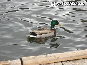 [P01] Ratusca salbatica » foto by noi doi
 - 
<span class="allrVoted glyphicon glyphicon-heart hidden" id="av421629"></span>
<a class="m-l-10 hidden" id="sv421629" onclick="voting_Foto_DelVot(,421629,3314)" role="button">șterge vot <span class="glyphicon glyphicon-remove"></span></a>
<a id="v9421629" class=" c-red"  onclick="voting_Foto_SetVot(421629)" role="button"><span class="glyphicon glyphicon-heart-empty"></span> <b>LIKE</b> = Votează poza</a> <img class="hidden"  id="f421629W9" src="/imagini/loader.gif" border="0" /><span class="AjErrMes hidden" id="e421629ErM"></span>