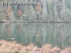 [P18] Lacul Roșu – Poteca Minunilor cu 9 puncte de observare, din Parcul Național Cheile Bicazului - Hășmaș » foto by Dana2008
 - 
<span class="allrVoted glyphicon glyphicon-heart hidden" id="av1201139"></span>
<a class="m-l-10 hidden" id="sv1201139" onclick="voting_Foto_DelVot(,1201139,3314)" role="button">șterge vot <span class="glyphicon glyphicon-remove"></span></a>
<a id="v91201139" class=" c-red"  onclick="voting_Foto_SetVot(1201139)" role="button"><span class="glyphicon glyphicon-heart-empty"></span> <b>LIKE</b> = Votează poza</a> <img class="hidden"  id="f1201139W9" src="/imagini/loader.gif" border="0" /><span class="AjErrMes hidden" id="e1201139ErM"></span>