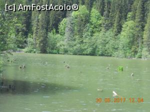 [P19] o altă parte a lacului » foto by zlatna
 - 
<span class="allrVoted glyphicon glyphicon-heart hidden" id="av902677"></span>
<a class="m-l-10 hidden" id="sv902677" onclick="voting_Foto_DelVot(,902677,3314)" role="button">șterge vot <span class="glyphicon glyphicon-remove"></span></a>
<a id="v9902677" class=" c-red"  onclick="voting_Foto_SetVot(902677)" role="button"><span class="glyphicon glyphicon-heart-empty"></span> <b>LIKE</b> = Votează poza</a> <img class="hidden"  id="f902677W9" src="/imagini/loader.gif" border="0" /><span class="AjErrMes hidden" id="e902677ErM"></span>