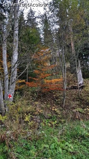 [P02] Padurea in straie de sarbatoare » foto by DOINITA
 - 
<span class="allrVoted glyphicon glyphicon-heart hidden" id="av1046336"></span>
<a class="m-l-10 hidden" id="sv1046336" onclick="voting_Foto_DelVot(,1046336,3314)" role="button">șterge vot <span class="glyphicon glyphicon-remove"></span></a>
<a id="v91046336" class=" c-red"  onclick="voting_Foto_SetVot(1046336)" role="button"><span class="glyphicon glyphicon-heart-empty"></span> <b>LIKE</b> = Votează poza</a> <img class="hidden"  id="f1046336W9" src="/imagini/loader.gif" border="0" /><span class="AjErrMes hidden" id="e1046336ErM"></span>