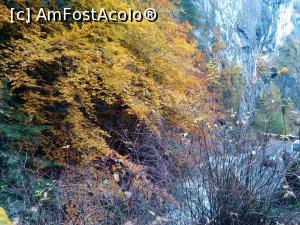 [P16] Culorile toamnei » foto by dorgo
 - 
<span class="allrVoted glyphicon glyphicon-heart hidden" id="av806692"></span>
<a class="m-l-10 hidden" id="sv806692" onclick="voting_Foto_DelVot(,806692,3314)" role="button">șterge vot <span class="glyphicon glyphicon-remove"></span></a>
<a id="v9806692" class=" c-red"  onclick="voting_Foto_SetVot(806692)" role="button"><span class="glyphicon glyphicon-heart-empty"></span> <b>LIKE</b> = Votează poza</a> <img class="hidden"  id="f806692W9" src="/imagini/loader.gif" border="0" /><span class="AjErrMes hidden" id="e806692ErM"></span>