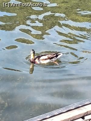 [P09] Lacul Roşu » foto by Michi
 - 
<span class="allrVoted glyphicon glyphicon-heart hidden" id="av1400404"></span>
<a class="m-l-10 hidden" id="sv1400404" onclick="voting_Foto_DelVot(,1400404,3314)" role="button">șterge vot <span class="glyphicon glyphicon-remove"></span></a>
<a id="v91400404" class=" c-red"  onclick="voting_Foto_SetVot(1400404)" role="button"><span class="glyphicon glyphicon-heart-empty"></span> <b>LIKE</b> = Votează poza</a> <img class="hidden"  id="f1400404W9" src="/imagini/loader.gif" border="0" /><span class="AjErrMes hidden" id="e1400404ErM"></span>