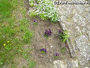 [P17]  -- <small>// FĂRĂ DESCRIERE</small> » foto by sandi67
 - 
<span class="allrVoted glyphicon glyphicon-heart hidden" id="av613802"></span>
<a class="m-l-10 hidden" id="sv613802" onclick="voting_Foto_DelVot(,613802,3327)" role="button">șterge vot <span class="glyphicon glyphicon-remove"></span></a>
<a id="v9613802" class=" c-red"  onclick="voting_Foto_SetVot(613802)" role="button"><span class="glyphicon glyphicon-heart-empty"></span> <b>LIKE</b> = Votează poza</a> <img class="hidden"  id="f613802W9" src="/imagini/loader.gif" border="0" /><span class="AjErrMes hidden" id="e613802ErM"></span>