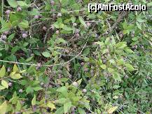 [P28] fructele unui arbust local » foto by a.sr*
 - 
<span class="allrVoted glyphicon glyphicon-heart hidden" id="av265392"></span>
<a class="m-l-10 hidden" id="sv265392" onclick="voting_Foto_DelVot(,265392,3391)" role="button">șterge vot <span class="glyphicon glyphicon-remove"></span></a>
<a id="v9265392" class=" c-red"  onclick="voting_Foto_SetVot(265392)" role="button"><span class="glyphicon glyphicon-heart-empty"></span> <b>LIKE</b> = Votează poza</a> <img class="hidden"  id="f265392W9" src="/imagini/loader.gif" border="0" /><span class="AjErrMes hidden" id="e265392ErM"></span>