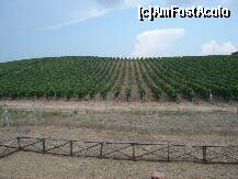 [P31] unele dintre viile celebre ale sardiniei, aflate chiar langa site-ul nuraghi » foto by a.sr*
 - 
<span class="allrVoted glyphicon glyphicon-heart hidden" id="av265395"></span>
<a class="m-l-10 hidden" id="sv265395" onclick="voting_Foto_DelVot(,265395,3391)" role="button">șterge vot <span class="glyphicon glyphicon-remove"></span></a>
<a id="v9265395" class=" c-red"  onclick="voting_Foto_SetVot(265395)" role="button"><span class="glyphicon glyphicon-heart-empty"></span> <b>LIKE</b> = Votează poza</a> <img class="hidden"  id="f265395W9" src="/imagini/loader.gif" border="0" /><span class="AjErrMes hidden" id="e265395ErM"></span>