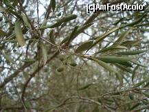 [P34] maslinele ! celebrele masline ale sardiniei ! » foto by a.sr*
 - 
<span class="allrVoted glyphicon glyphicon-heart hidden" id="av265398"></span>
<a class="m-l-10 hidden" id="sv265398" onclick="voting_Foto_DelVot(,265398,3391)" role="button">șterge vot <span class="glyphicon glyphicon-remove"></span></a>
<a id="v9265398" class=" c-red"  onclick="voting_Foto_SetVot(265398)" role="button"><span class="glyphicon glyphicon-heart-empty"></span> <b>LIKE</b> = Votează poza</a> <img class="hidden"  id="f265398W9" src="/imagini/loader.gif" border="0" /><span class="AjErrMes hidden" id="e265398ErM"></span>