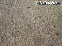 [P37] camp cu plante uscate ! ce mi-a placut... » foto by a.sr*
 - 
<span class="allrVoted glyphicon glyphicon-heart hidden" id="av265401"></span>
<a class="m-l-10 hidden" id="sv265401" onclick="voting_Foto_DelVot(,265401,3391)" role="button">șterge vot <span class="glyphicon glyphicon-remove"></span></a>
<a id="v9265401" class=" c-red"  onclick="voting_Foto_SetVot(265401)" role="button"><span class="glyphicon glyphicon-heart-empty"></span> <b>LIKE</b> = Votează poza</a> <img class="hidden"  id="f265401W9" src="/imagini/loader.gif" border="0" /><span class="AjErrMes hidden" id="e265401ErM"></span>