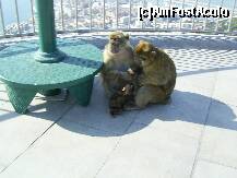[P23] O familie fericita de macaci pe stanca Gibraltarului. » foto by iulianic
 - 
<span class="allrVoted glyphicon glyphicon-heart hidden" id="av226693"></span>
<a class="m-l-10 hidden" id="sv226693" onclick="voting_Foto_DelVot(,226693,3397)" role="button">șterge vot <span class="glyphicon glyphicon-remove"></span></a>
<a id="v9226693" class=" c-red"  onclick="voting_Foto_SetVot(226693)" role="button"><span class="glyphicon glyphicon-heart-empty"></span> <b>LIKE</b> = Votează poza</a> <img class="hidden"  id="f226693W9" src="/imagini/loader.gif" border="0" /><span class="AjErrMes hidden" id="e226693ErM"></span>
