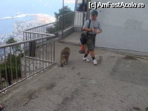 [P22] 22. La coborârea din cabină suntem întâmpinați de simbolul stâncii, maimuțele fără coadă, macacii.  » foto by msnd
 - 
<span class="allrVoted glyphicon glyphicon-heart hidden" id="av509002"></span>
<a class="m-l-10 hidden" id="sv509002" onclick="voting_Foto_DelVot(,509002,3397)" role="button">șterge vot <span class="glyphicon glyphicon-remove"></span></a>
<a id="v9509002" class=" c-red"  onclick="voting_Foto_SetVot(509002)" role="button"><span class="glyphicon glyphicon-heart-empty"></span> <b>LIKE</b> = Votează poza</a> <img class="hidden"  id="f509002W9" src="/imagini/loader.gif" border="0" /><span class="AjErrMes hidden" id="e509002ErM"></span>