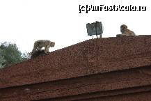 [P49]  -- <small>// FĂRĂ DESCRIERE</small> » foto by Costi
 - 
<span class="allrVoted glyphicon glyphicon-heart hidden" id="av198110"></span>
<a class="m-l-10 hidden" id="sv198110" onclick="voting_Foto_DelVot(,198110,3397)" role="button">șterge vot <span class="glyphicon glyphicon-remove"></span></a>
<a id="v9198110" class=" c-red"  onclick="voting_Foto_SetVot(198110)" role="button"><span class="glyphicon glyphicon-heart-empty"></span> <b>LIKE</b> = Votează poza</a> <img class="hidden"  id="f198110W9" src="/imagini/loader.gif" border="0" /><span class="AjErrMes hidden" id="e198110ErM"></span>