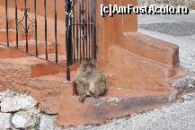 [P50] Masculul dominant, supraveghindu-şi cu atenţie grupul » foto by Costi
 - 
<span class="allrVoted glyphicon glyphicon-heart hidden" id="av198111"></span>
<a class="m-l-10 hidden" id="sv198111" onclick="voting_Foto_DelVot(,198111,3397)" role="button">șterge vot <span class="glyphicon glyphicon-remove"></span></a>
<a id="v9198111" class=" c-red"  onclick="voting_Foto_SetVot(198111)" role="button"><span class="glyphicon glyphicon-heart-empty"></span> <b>LIKE</b> = Votează poza</a> <img class="hidden"  id="f198111W9" src="/imagini/loader.gif" border="0" /><span class="AjErrMes hidden" id="e198111ErM"></span>
