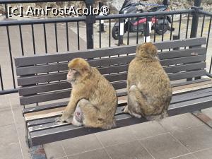 [P05]  -- <small>// FĂRĂ DESCRIERE</small> » foto by Maya_C
 - 
<span class="allrVoted glyphicon glyphicon-heart hidden" id="av1507233"></span>
<a class="m-l-10 hidden" id="sv1507233" onclick="voting_Foto_DelVot(,1507233,3397)" role="button">șterge vot <span class="glyphicon glyphicon-remove"></span></a>
<a id="v91507233" class=" c-red"  onclick="voting_Foto_SetVot(1507233)" role="button"><span class="glyphicon glyphicon-heart-empty"></span> <b>LIKE</b> = Votează poza</a> <img class="hidden"  id="f1507233W9" src="/imagini/loader.gif" border="0" /><span class="AjErrMes hidden" id="e1507233ErM"></span>