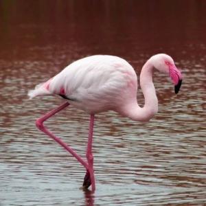 [P91] pasare flamingo roz » foto by Yolanda <span class="label label-default labelC_thin small">NEVOTABILĂ</span>