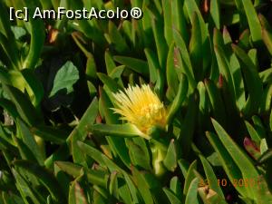 [P17] Planta înflorită ce se întinde ca un covor la Cabo da Roca » foto by irinad
 - 
<span class="allrVoted glyphicon glyphicon-heart hidden" id="av1220102"></span>
<a class="m-l-10 hidden" id="sv1220102" onclick="voting_Foto_DelVot(,1220102,3414)" role="button">șterge vot <span class="glyphicon glyphicon-remove"></span></a>
<a id="v91220102" class=" c-red"  onclick="voting_Foto_SetVot(1220102)" role="button"><span class="glyphicon glyphicon-heart-empty"></span> <b>LIKE</b> = Votează poza</a> <img class="hidden"  id="f1220102W9" src="/imagini/loader.gif" border="0" /><span class="AjErrMes hidden" id="e1220102ErM"></span>