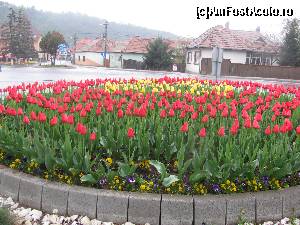 [P23] Ne-a revigorat cromatica lalelelor din Praid.  » foto by PPP974273
 - 
<span class="allrVoted glyphicon glyphicon-heart hidden" id="av506714"></span>
<a class="m-l-10 hidden" id="sv506714" onclick="voting_Foto_DelVot(,506714,3441)" role="button">șterge vot <span class="glyphicon glyphicon-remove"></span></a>
<a id="v9506714" class=" c-red"  onclick="voting_Foto_SetVot(506714)" role="button"><span class="glyphicon glyphicon-heart-empty"></span> <b>LIKE</b> = Votează poza</a> <img class="hidden"  id="f506714W9" src="/imagini/loader.gif" border="0" /><span class="AjErrMes hidden" id="e506714ErM"></span>