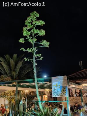 [P47] Antik Restaurant, Neptun; agava din grădină » foto by crismis
 - 
<span class="allrVoted glyphicon glyphicon-heart hidden" id="av1332650"></span>
<a class="m-l-10 hidden" id="sv1332650" onclick="voting_Foto_DelVot(,1332650,3506)" role="button">șterge vot <span class="glyphicon glyphicon-remove"></span></a>
<a id="v91332650" class=" c-red"  onclick="voting_Foto_SetVot(1332650)" role="button"><span class="glyphicon glyphicon-heart-empty"></span> <b>LIKE</b> = Votează poza</a> <img class="hidden"  id="f1332650W9" src="/imagini/loader.gif" border="0" /><span class="AjErrMes hidden" id="e1332650ErM"></span>