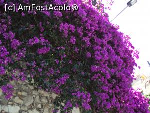 [P09] Buganvilea - flori omniprezenta în Taormina.  » foto by Carmen Ion
 - 
<span class="allrVoted glyphicon glyphicon-heart hidden" id="av712109"></span>
<a class="m-l-10 hidden" id="sv712109" onclick="voting_Foto_DelVot(,712109,3509)" role="button">șterge vot <span class="glyphicon glyphicon-remove"></span></a>
<a id="v9712109" class=" c-red"  onclick="voting_Foto_SetVot(712109)" role="button"><span class="glyphicon glyphicon-heart-empty"></span> <b>LIKE</b> = Votează poza</a> <img class="hidden"  id="f712109W9" src="/imagini/loader.gif" border="0" /><span class="AjErrMes hidden" id="e712109ErM"></span>