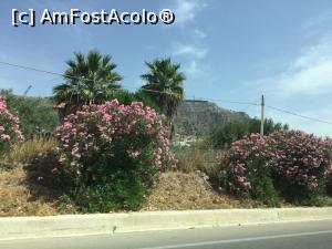 [P03] Oleandri pe drum » foto by Lila Mo
 - 
<span class="allrVoted glyphicon glyphicon-heart hidden" id="av880141"></span>
<a class="m-l-10 hidden" id="sv880141" onclick="voting_Foto_DelVot(,880141,3509)" role="button">șterge vot <span class="glyphicon glyphicon-remove"></span></a>
<a id="v9880141" class=" c-red"  onclick="voting_Foto_SetVot(880141)" role="button"><span class="glyphicon glyphicon-heart-empty"></span> <b>LIKE</b> = Votează poza</a> <img class="hidden"  id="f880141W9" src="/imagini/loader.gif" border="0" /><span class="AjErrMes hidden" id="e880141ErM"></span>