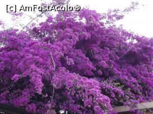 [P12] Bougainvillea de Catania » foto by irinad
 - 
<span class="allrVoted glyphicon glyphicon-heart hidden" id="av868121"></span>
<a class="m-l-10 hidden" id="sv868121" onclick="voting_Foto_DelVot(,868121,3509)" role="button">șterge vot <span class="glyphicon glyphicon-remove"></span></a>
<a id="v9868121" class=" c-red"  onclick="voting_Foto_SetVot(868121)" role="button"><span class="glyphicon glyphicon-heart-empty"></span> <b>LIKE</b> = Votează poza</a> <img class="hidden"  id="f868121W9" src="/imagini/loader.gif" border="0" /><span class="AjErrMes hidden" id="e868121ErM"></span>