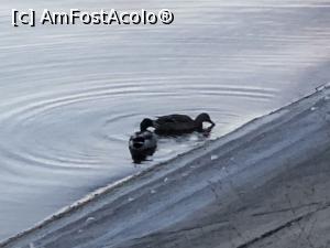 [P17] mac mac doua rate sunt pe lac » foto by Dan&Ema
 - 
<span class="allrVoted glyphicon glyphicon-heart hidden" id="av1020003"></span>
<a class="m-l-10 hidden" id="sv1020003" onclick="voting_Foto_DelVot(,1020003,3511)" role="button">șterge vot <span class="glyphicon glyphicon-remove"></span></a>
<a id="v91020003" class=" c-red"  onclick="voting_Foto_SetVot(1020003)" role="button"><span class="glyphicon glyphicon-heart-empty"></span> <b>LIKE</b> = Votează poza</a> <img class="hidden"  id="f1020003W9" src="/imagini/loader.gif" border="0" /><span class="AjErrMes hidden" id="e1020003ErM"></span>