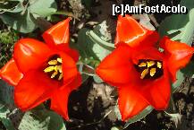 [P03]  -- <small>// FĂRĂ DESCRIERE</small> » foto by ileanaxperta*
 - 
<span class="allrVoted glyphicon glyphicon-heart hidden" id="av195526"></span>
<a class="m-l-10 hidden" id="sv195526" onclick="voting_Foto_DelVot(,195526,3511)" role="button">șterge vot <span class="glyphicon glyphicon-remove"></span></a>
<a id="v9195526" class=" c-red"  onclick="voting_Foto_SetVot(195526)" role="button"><span class="glyphicon glyphicon-heart-empty"></span> <b>LIKE</b> = Votează poza</a> <img class="hidden"  id="f195526W9" src="/imagini/loader.gif" border="0" /><span class="AjErrMes hidden" id="e195526ErM"></span>