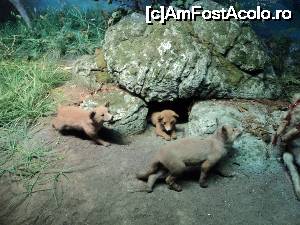 [P13] “La bulivar birjar, la bulivar”, asa cum ziceau bucurestenii anilor ’40 :) Muzeul Antipa - Diorame biologice.  » foto by vega06
 - 
<span class="allrVoted glyphicon glyphicon-heart hidden" id="av694817"></span>
<a class="m-l-10 hidden" id="sv694817" onclick="voting_Foto_DelVot(,694817,3511)" role="button">șterge vot <span class="glyphicon glyphicon-remove"></span></a>
<a id="v9694817" class=" c-red"  onclick="voting_Foto_SetVot(694817)" role="button"><span class="glyphicon glyphicon-heart-empty"></span> <b>LIKE</b> = Votează poza</a> <img class="hidden"  id="f694817W9" src="/imagini/loader.gif" border="0" /><span class="AjErrMes hidden" id="e694817ErM"></span>