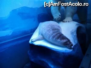 [P17] “La bulivar birjar, la bulivar”, asa cum ziceau bucurestenii anilor ’40 :) Muzeul Antipa - Diorame biologice.  » foto by vega06
 - 
<span class="allrVoted glyphicon glyphicon-heart hidden" id="av694821"></span>
<a class="m-l-10 hidden" id="sv694821" onclick="voting_Foto_DelVot(,694821,3511)" role="button">șterge vot <span class="glyphicon glyphicon-remove"></span></a>
<a id="v9694821" class=" c-red"  onclick="voting_Foto_SetVot(694821)" role="button"><span class="glyphicon glyphicon-heart-empty"></span> <b>LIKE</b> = Votează poza</a> <img class="hidden"  id="f694821W9" src="/imagini/loader.gif" border="0" /><span class="AjErrMes hidden" id="e694821ErM"></span>