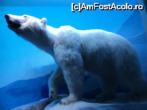 [P19] “La bulivar birjar, la bulivar”, asa cum ziceau bucurestenii anilor ’40 :) Muzeul Antipa - Diorame biologice.  » foto by vega06
 - 
<span class="allrVoted glyphicon glyphicon-heart hidden" id="av694823"></span>
<a class="m-l-10 hidden" id="sv694823" onclick="voting_Foto_DelVot(,694823,3511)" role="button">șterge vot <span class="glyphicon glyphicon-remove"></span></a>
<a id="v9694823" class=" c-red"  onclick="voting_Foto_SetVot(694823)" role="button"><span class="glyphicon glyphicon-heart-empty"></span> <b>LIKE</b> = Votează poza</a> <img class="hidden"  id="f694823W9" src="/imagini/loader.gif" border="0" /><span class="AjErrMes hidden" id="e694823ErM"></span>