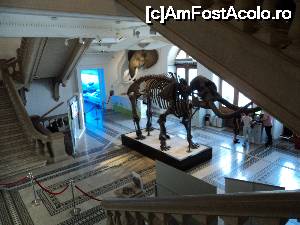 [P31] “La bulivar birjar, la bulivar”, asa cum ziceau bucurestenii anilor ’40 :) Muzeul Antipa. Schelet mamut.  » foto by vega06
 - 
<span class="allrVoted glyphicon glyphicon-heart hidden" id="av694835"></span>
<a class="m-l-10 hidden" id="sv694835" onclick="voting_Foto_DelVot(,694835,3511)" role="button">șterge vot <span class="glyphicon glyphicon-remove"></span></a>
<a id="v9694835" class=" c-red"  onclick="voting_Foto_SetVot(694835)" role="button"><span class="glyphicon glyphicon-heart-empty"></span> <b>LIKE</b> = Votează poza</a> <img class="hidden"  id="f694835W9" src="/imagini/loader.gif" border="0" /><span class="AjErrMes hidden" id="e694835ErM"></span>