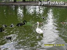 [P12] lebede » foto by adryana
 - 
<span class="allrVoted glyphicon glyphicon-heart hidden" id="av204019"></span>
<a class="m-l-10 hidden" id="sv204019" onclick="voting_Foto_DelVot(,204019,3511)" role="button">șterge vot <span class="glyphicon glyphicon-remove"></span></a>
<a id="v9204019" class=" c-red"  onclick="voting_Foto_SetVot(204019)" role="button"><span class="glyphicon glyphicon-heart-empty"></span> <b>LIKE</b> = Votează poza</a> <img class="hidden"  id="f204019W9" src="/imagini/loader.gif" border="0" /><span class="AjErrMes hidden" id="e204019ErM"></span>