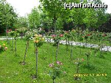 [P18] trandafiri » foto by adryana
 - 
<span class="allrVoted glyphicon glyphicon-heart hidden" id="av204025"></span>
<a class="m-l-10 hidden" id="sv204025" onclick="voting_Foto_DelVot(,204025,3511)" role="button">șterge vot <span class="glyphicon glyphicon-remove"></span></a>
<a id="v9204025" class=" c-red"  onclick="voting_Foto_SetVot(204025)" role="button"><span class="glyphicon glyphicon-heart-empty"></span> <b>LIKE</b> = Votează poza</a> <img class="hidden"  id="f204025W9" src="/imagini/loader.gif" border="0" /><span class="AjErrMes hidden" id="e204025ErM"></span>