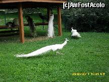 [P07] pauni in parc, e prima data in viata mea cand am vazut aievea pauni albi. » foto by adryana
 - 
<span class="allrVoted glyphicon glyphicon-heart hidden" id="av204014"></span>
<a class="m-l-10 hidden" id="sv204014" onclick="voting_Foto_DelVot(,204014,3511)" role="button">șterge vot <span class="glyphicon glyphicon-remove"></span></a>
<a id="v9204014" class=" c-red"  onclick="voting_Foto_SetVot(204014)" role="button"><span class="glyphicon glyphicon-heart-empty"></span> <b>LIKE</b> = Votează poza</a> <img class="hidden"  id="f204014W9" src="/imagini/loader.gif" border="0" /><span class="AjErrMes hidden" id="e204014ErM"></span>