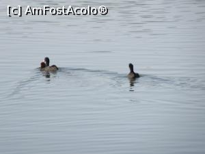 [P08] Măcăit de raţe, nu vaporase pe lacul Floreasca » foto by Michi
 - 
<span class="allrVoted glyphicon glyphicon-heart hidden" id="av1242712"></span>
<a class="m-l-10 hidden" id="sv1242712" onclick="voting_Foto_DelVot(,1242712,3511)" role="button">șterge vot <span class="glyphicon glyphicon-remove"></span></a>
<a id="v91242712" class=" c-red"  onclick="voting_Foto_SetVot(1242712)" role="button"><span class="glyphicon glyphicon-heart-empty"></span> <b>LIKE</b> = Votează poza</a> <img class="hidden"  id="f1242712W9" src="/imagini/loader.gif" border="0" /><span class="AjErrMes hidden" id="e1242712ErM"></span>