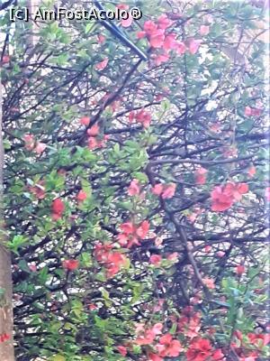 [P11] Cartier Floreasca, detaliu magnolie &icirc;n floare » foto by Michi
 - 
<span class="allrVoted glyphicon glyphicon-heart hidden" id="av1357881"></span>
<a class="m-l-10 hidden" id="sv1357881" onclick="voting_Foto_DelVot(,1357881,3511)" role="button">șterge vot <span class="glyphicon glyphicon-remove"></span></a>
<a id="v91357881" class=" c-red"  onclick="voting_Foto_SetVot(1357881)" role="button"><span class="glyphicon glyphicon-heart-empty"></span> <b>LIKE</b> = Votează poza</a> <img class="hidden"  id="f1357881W9" src="/imagini/loader.gif" border="0" /><span class="AjErrMes hidden" id="e1357881ErM"></span>