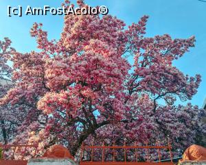 [P23] Blogul Dianei Robu » foto by Michi <span class="label label-default labelC_thin small">NEVOTABILĂ</span>