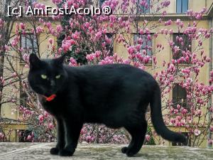 [P24] Blogul Dianei Robu » foto by Michi <span class="label label-default labelC_thin small">NEVOTABILĂ</span>