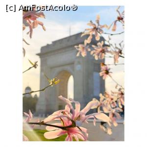 [P29] Arcul de Triumf, magnolii tinere » foto by Michi <span class="label label-default labelC_thin small">NEVOTABILĂ</span>